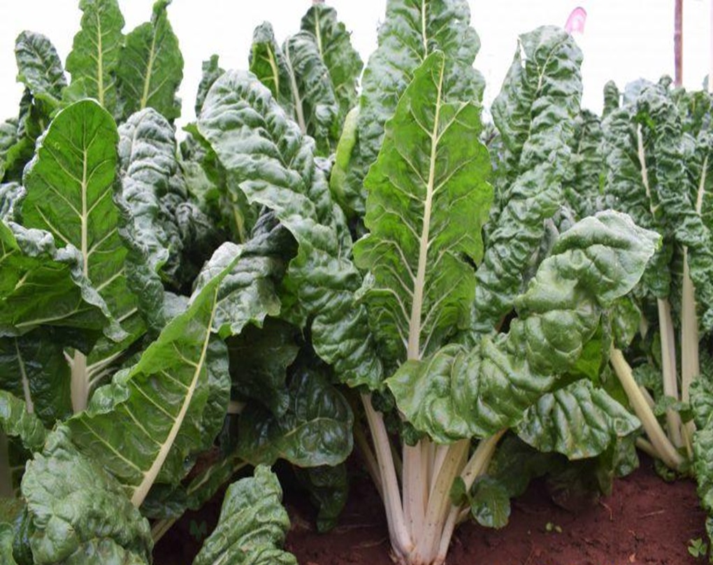 Spinach Product